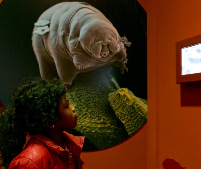 Maak je eigen superdier in de tentoonstelling Spoorzoeken op Mars