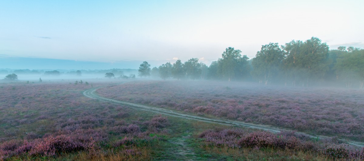 Mist