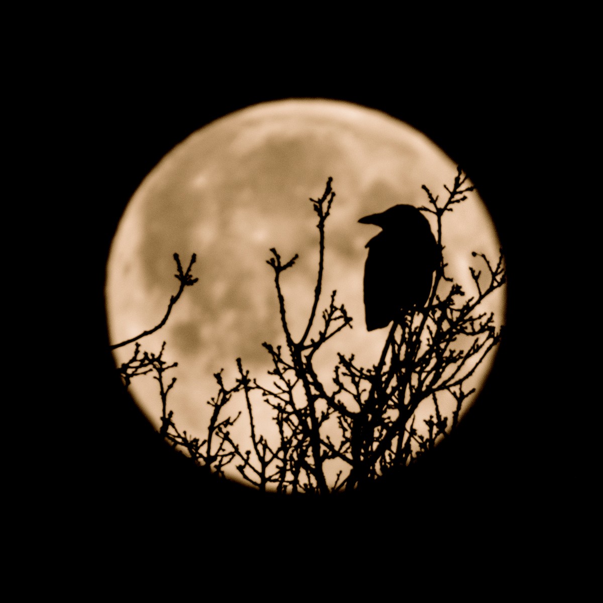 Maan en vogel