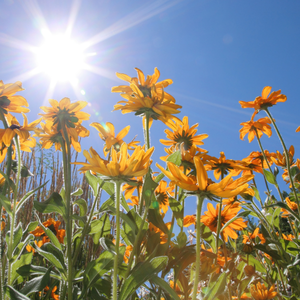 zonnebloemen