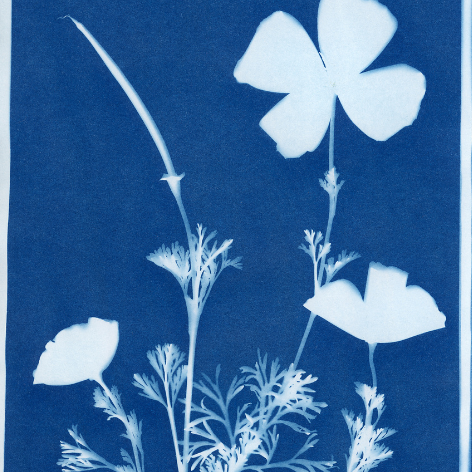 cyanotype