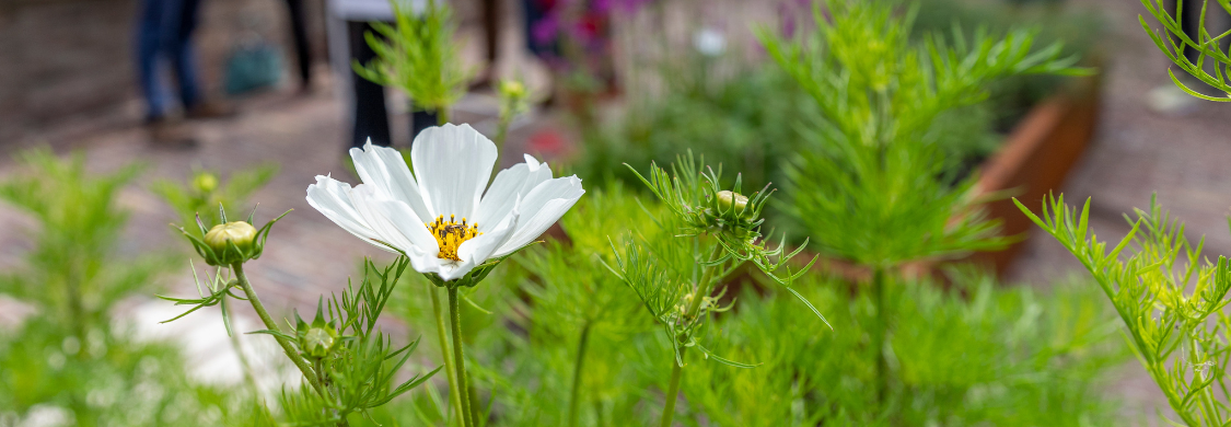 de nieuwe hortus