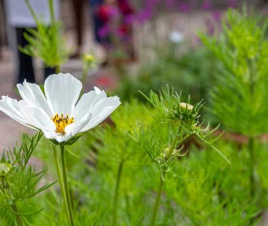 de nieuwe hortus