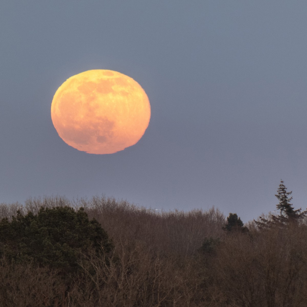 volle maan
