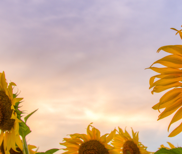 schemering zonnebloemen